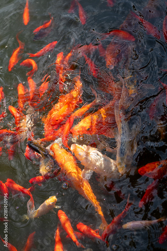 Foto Colorful koi carp crowding at the pond surface during feeding, competing for food and creating splashes, bubbles and strong ripples in the water