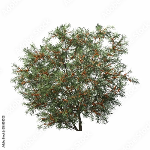 bush isolated on white background, 3D illustration, cg render