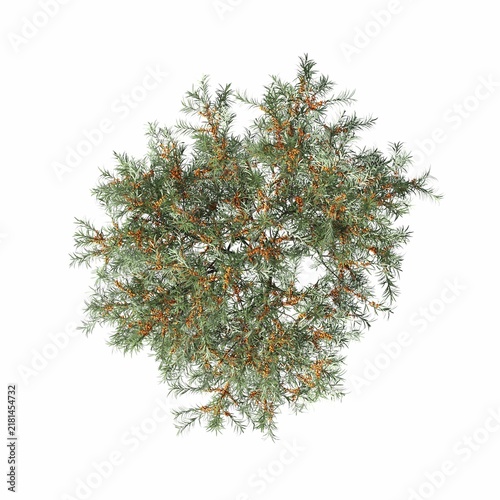 bush isolated on white background, 3D illustration, cg render