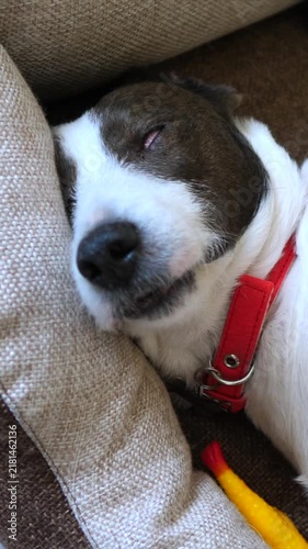 Peaceful dog lies asleep on sofa, breathing softly with closed eyes and loose jaw. Red collar, white fur, and brown facial markings stand out against textured cushions and dark upholstery.