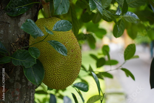 Konstfotografi jack fruit on tree