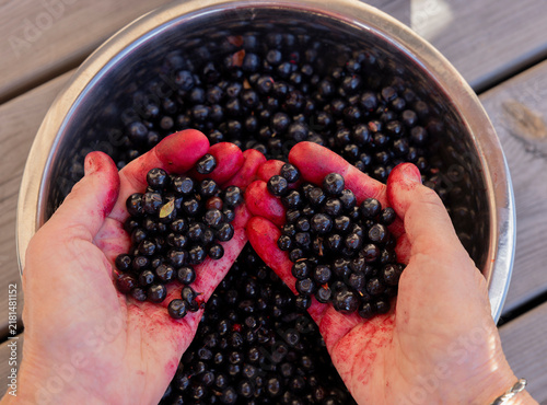 Rote verfärbte Hände beim Blaubeeren einmachen