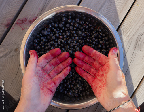 Obraz na płótnie Rote verfärbte Hände beim Blaubeeren einmachen