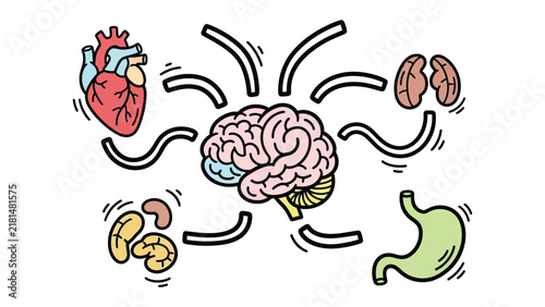 фотографія Brain and Organ Connection: A whimsical illustration depicting the human brain as the central hub, connected by playful lines to various vital organs like the heart, stomach, kidneys