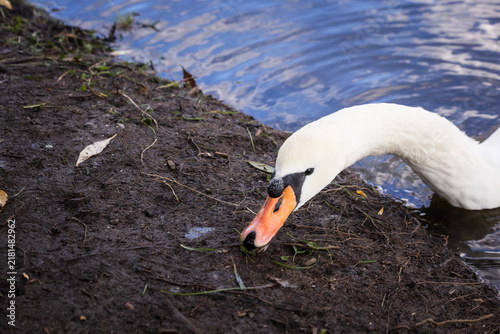 Fotografie Close-up of a white swan with orange beak in water, detailed bird portrait
