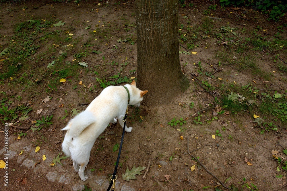 Fototapeta premium White female Shiba Inu sniffing around the base of a tree during an outdoor walk, showing natural canine exploration and scent-driven behavior.