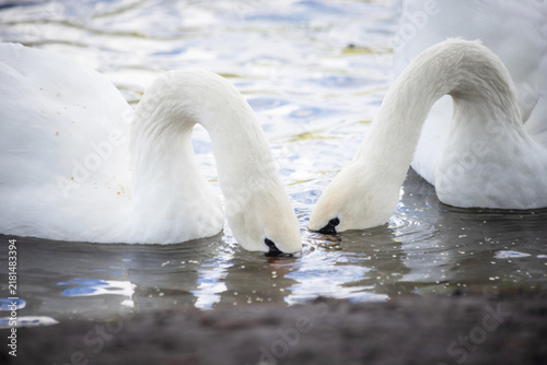 Obraz na plátne Two white swans with curved necks in water, graceful waterfowl pose