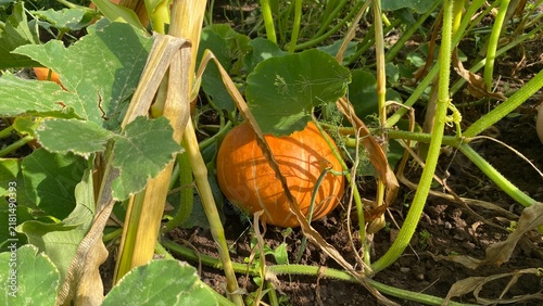 Canvastavla Ripe orange pumpkins growing on vines in a summer vegetable garden