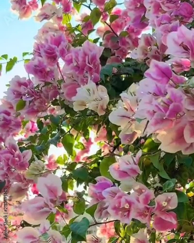 pink hydrangea flowers