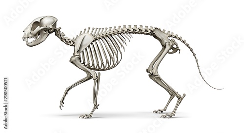 skeleton isolated on white