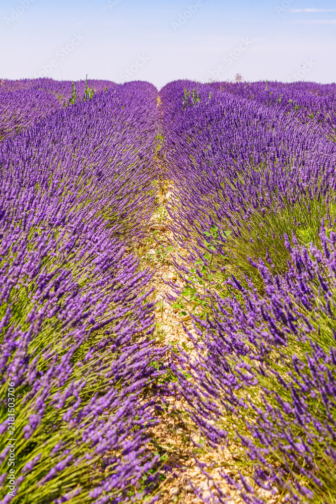 Obraz premium Lavender purple field in bloom in Provence, France. Flowering season.