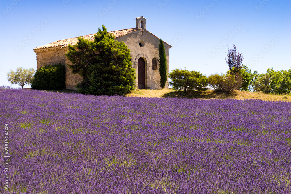 Obraz premium Lavender field and chapel at Entrevennes village, France