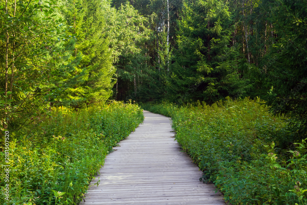 Obraz premium Walkway in the forest in the summer. Beautiful nature background.