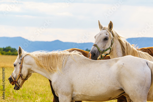 Фотография Horses graze in a green field during a sunny day in the countryside