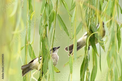 Cuadro en lienzo Two birds perch among weeping willow leaves