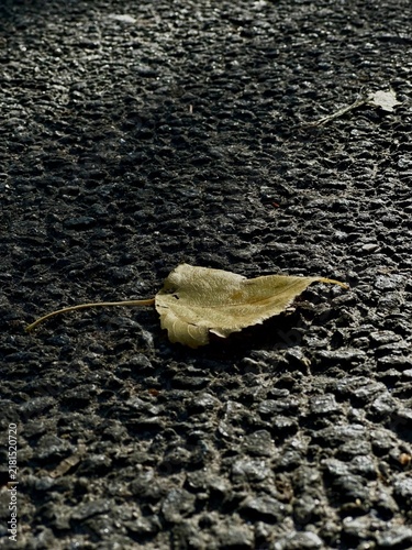 Foto Close up photograph of a single dry yellow-green autumn leaf lying on rough dark asphalt pavement