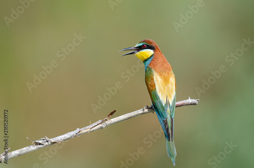 A colorful European bee-eater (Merops apiaster) perched on a branch with its back to the camera, showing a detailed view of its plumage and back.