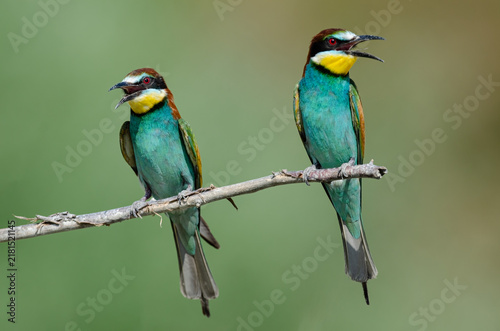 Quadro su tela Two colorful European bee-eaters (Merops apiaster) perched side by side on a tree branch—a scene from nature