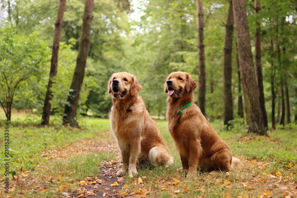 Obraz premium Two golden retrievers are together in the forest.