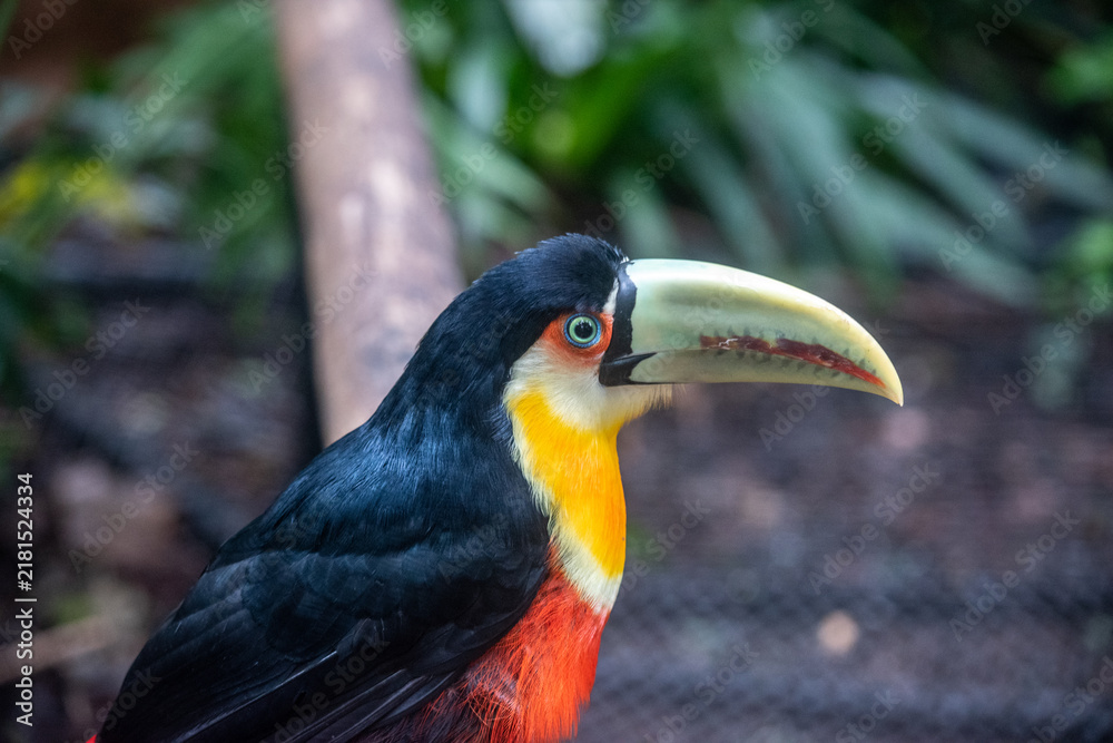 Obraz premium Toco toucan portrait showing massive curved beak and colorful plumage