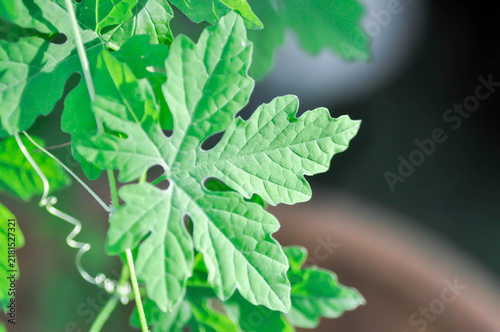 Bild auf Leinwand Bitter Cucumber plant or Momordica balsamina, Momordica charantia L or Balsum Pe