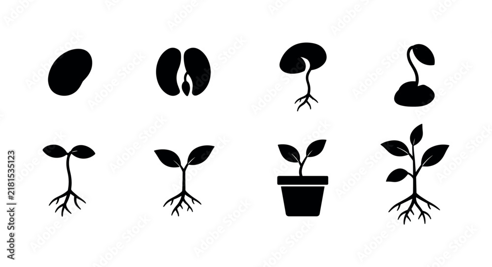 Obraz premium Seedling Stage Symbols — solid glyph icon set of 8 filled black plant stages including seed, split seed, first root, emerging shoot, young sprout, two-leaf seedling, potted plant, and vigorous plant,