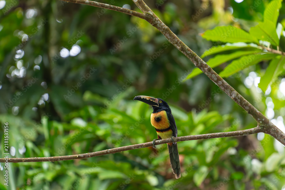 Fototapeta premium A colorful collared aracari toucan perches on a tree branch surrounded by lush green foliage in Costa Rica.