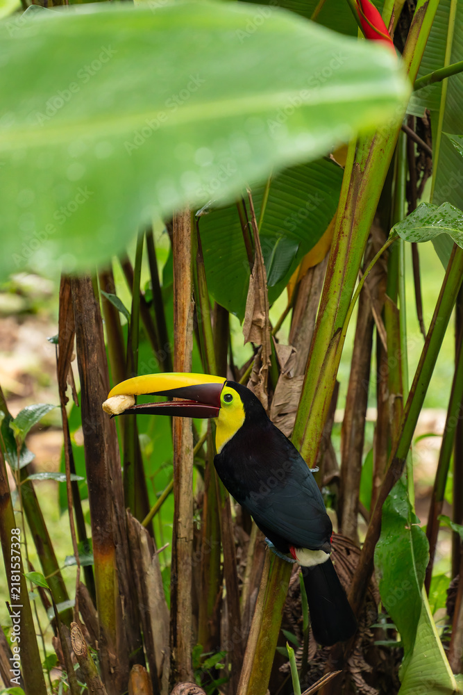 Fototapeta premium A yellow-throated toucan perches in the Costa Rican jungle holding a piece of banana in its large beak.