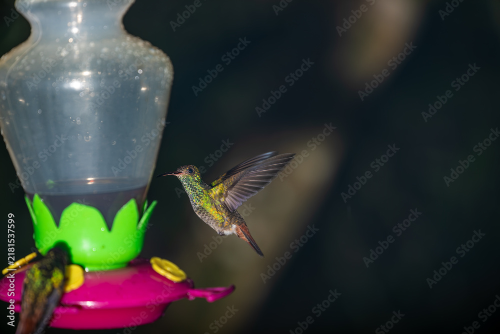 Obraz premium A bright rufous-tailed hummingbird hovers in mid-air approaching a colorful nectar feeder in Costa Rica.