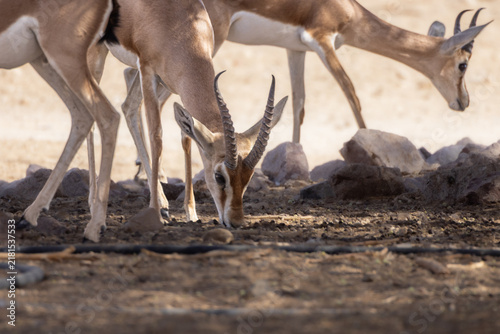 Photography Antelopes Feeding in a Dry Landscape
 Antelopes feeding on the ground in a dry natural environment, with rocks and sparse vegetation