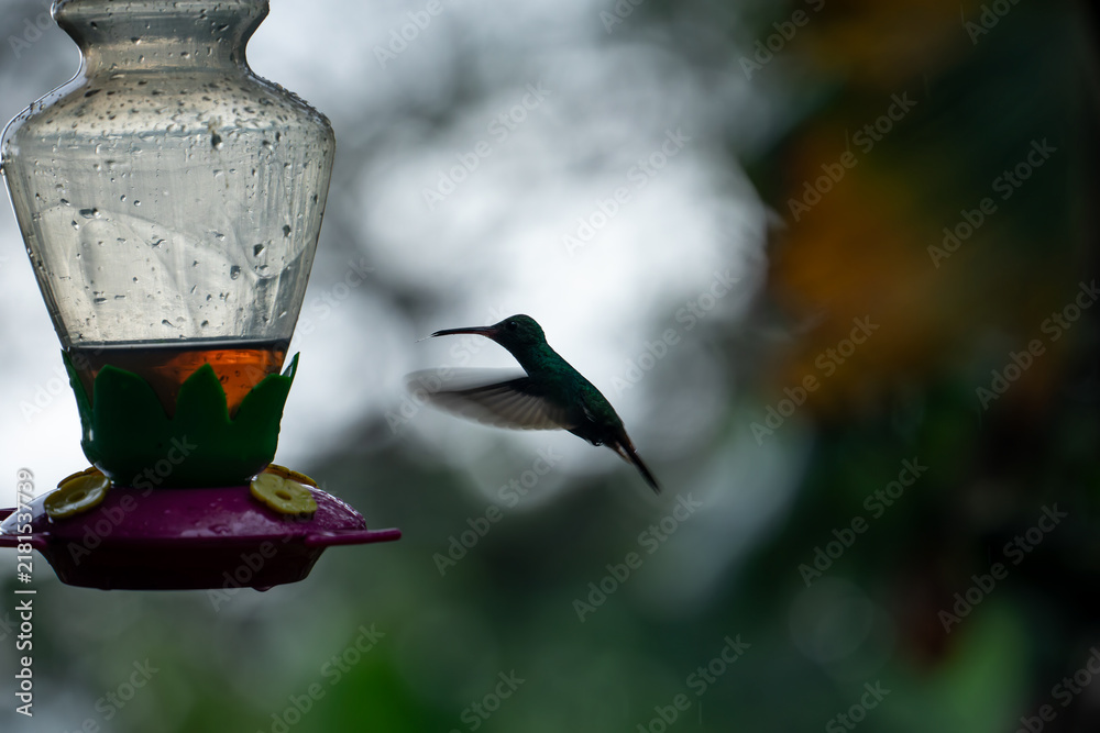 Obraz premium A Rufous-tailed hummingbird hovers in motion next to a nectar feeder in the lush rainforest of Costa Rica.
