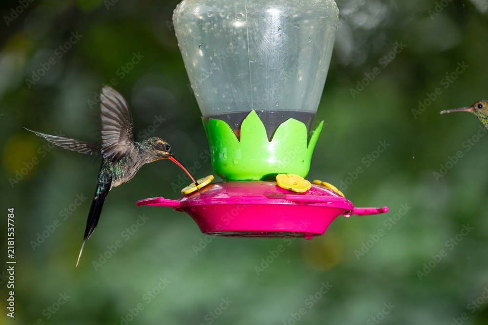 Obraz premium A green hermit hummingbird hovers in mid-air to drink nectar from a colorful feeder in Costa Rica.