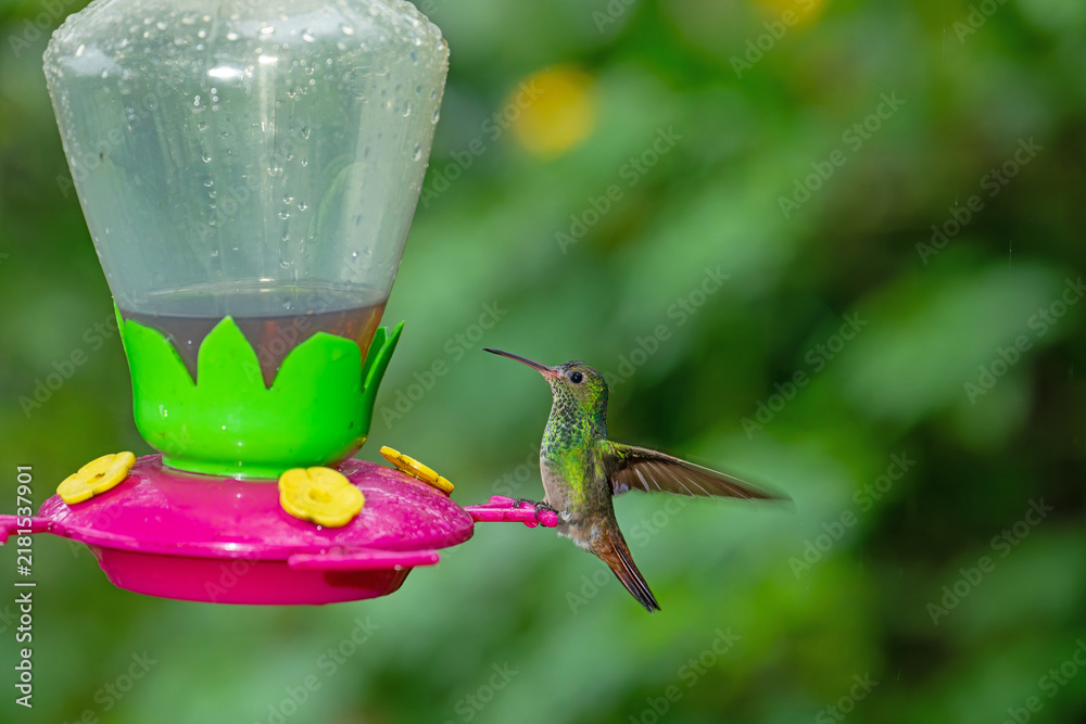 Obraz premium A rufous-tailed hummingbird perches on a bright nectar feeder in Costa Rica surrounded by lush green foliage.