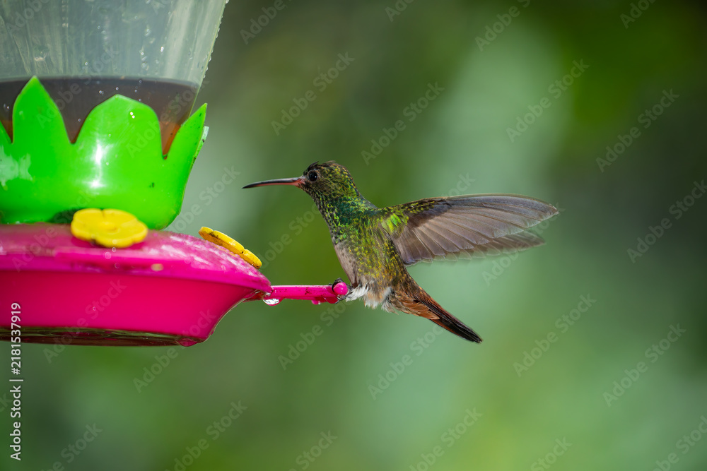 Obraz premium A rufous-tailed hummingbird rests on a colorful feeder in the lush rainforest of Costa Rica.