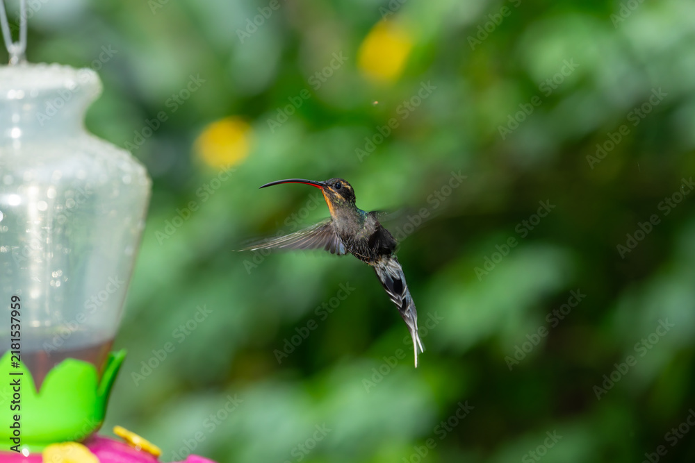 Obraz premium A long-billed hermit hummingbird hovers in mid-air near a feeder against a lush green forest backdrop in Costa Rica.