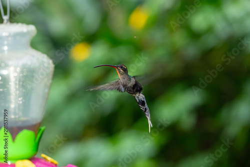 фотографія A long-billed hermit hummingbird hovers in mid-air near a feeder against a lush green forest backdrop in Costa Rica