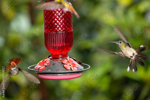 фотографія A green-crowned brilliant hummingbird fans its tail in mid-air near a red nectar feeder in the lush rainforest of Costa Rica