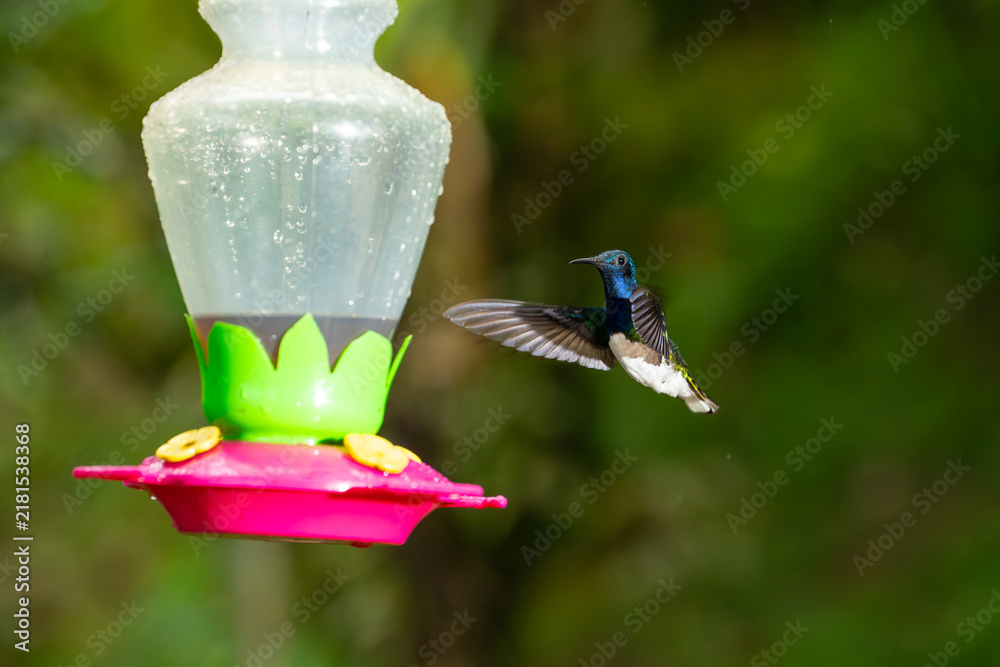 Fototapeta premium A male white-necked jacobin hummingbird hovers in flight near a colorful nectar feeder in a lush Costa Rican forest.