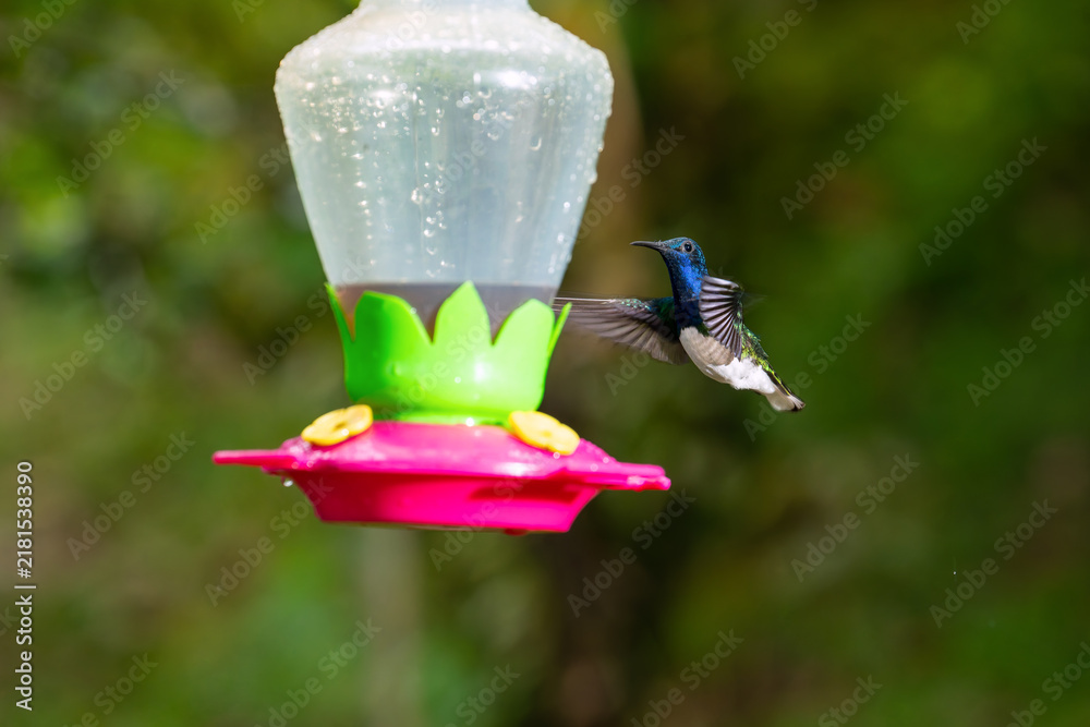 Obraz premium A male white-necked jacobin hummingbird hovers in flight near a colorful nectar feeder in a lush Costa Rican forest.