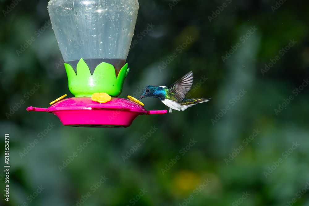 Obraz premium A male white-necked jacobin hummingbird hovers and drinks nectar from a feeder in Costa Rica.