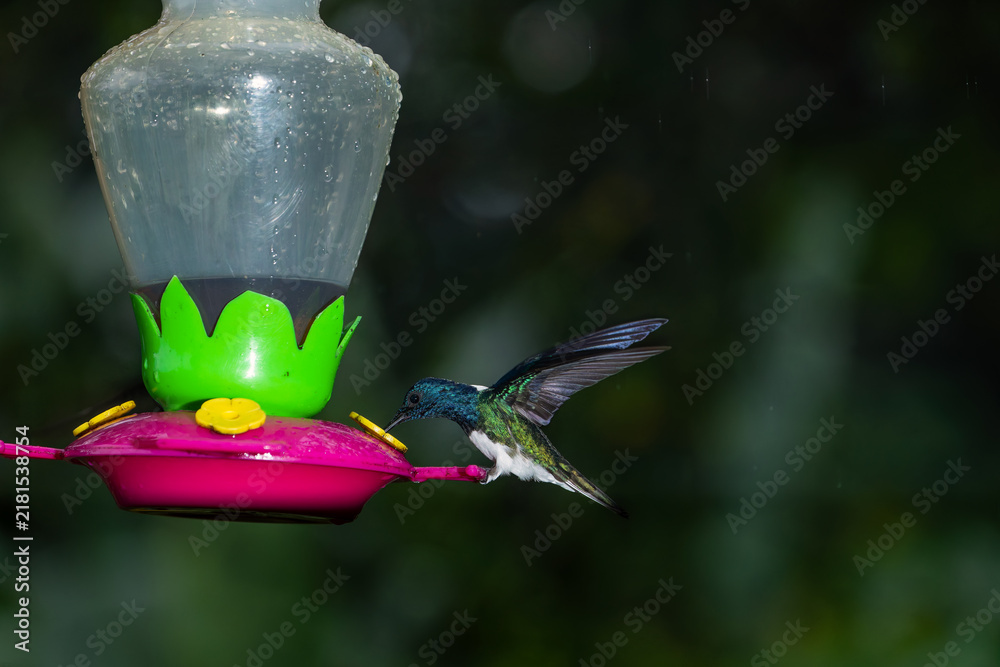 Obraz premium A male white-necked jacobin hummingbird hovers and drinks nectar from a feeder in Costa Rica.