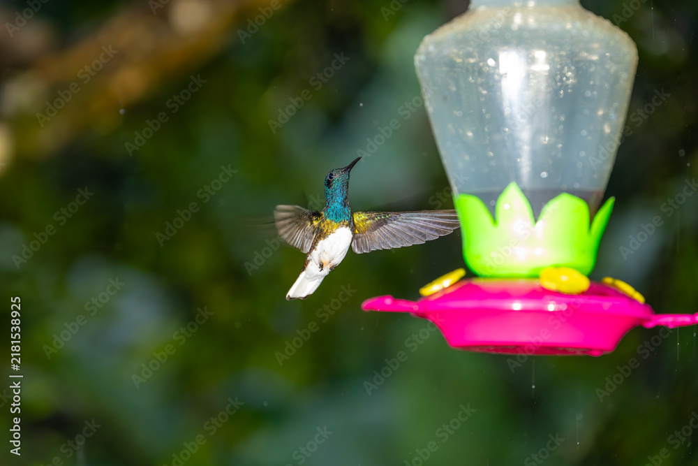 Fototapeta premium A white-necked jacobin hummingbird hovers mid-air near a bright feeder in the lush rainforest of Costa Rica.