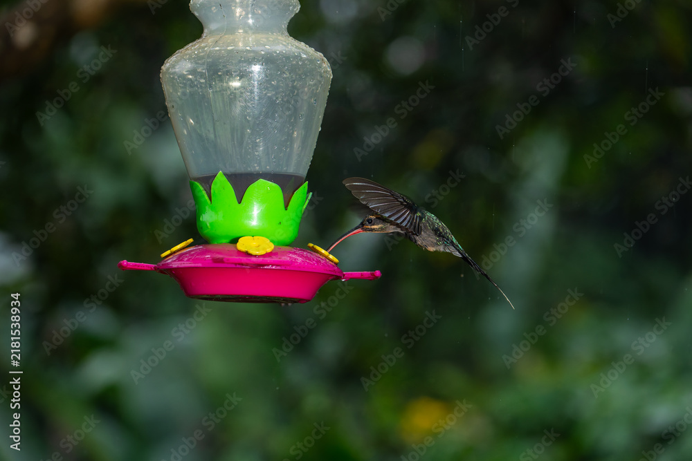 Obraz premium A green hermit hummingbird hovers near a plastic nectar feeder in a rainy rainforest in Costa Rica.