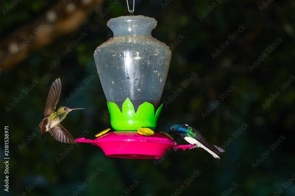 Fototapeta premium A white-necked jacobin and rufous-tailed hummingbird feed from a nectar feeder in Costa Rica.
