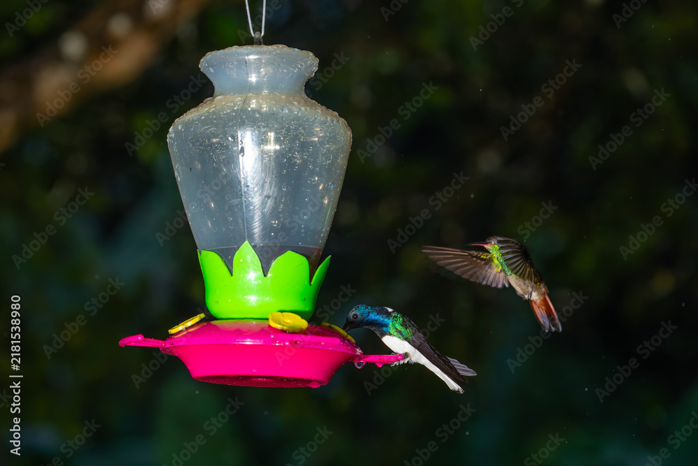 Obraz premium A white-necked jacobin perches on a plastic feeder while a rufous-tailed hummingbird flies nearby in Costa Rica.