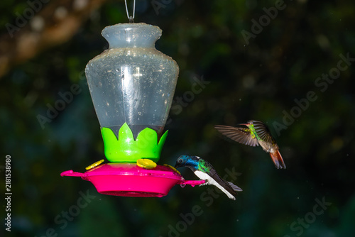 Fotografie A white-necked jacobin perches on a plastic feeder while a rufous-tailed hummingbird flies nearby in Costa Rica