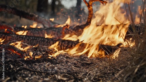 Extreme macro cinematic footage of wildfire flames consuming dry leaves, grass, and small branches on the forest floor. Bright orange flames move naturally with the wind while glowing embers rise into