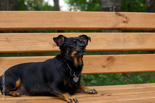 A cute black terrier is resting on a wooden bench.