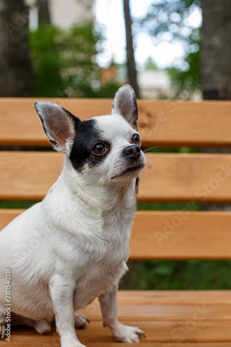 A cute black-and-white Chihuahua is sitting on a wooden bench in a close-up shot.