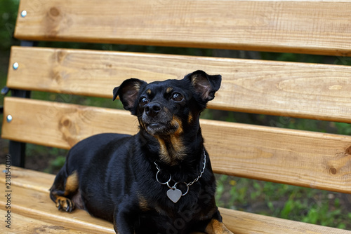 A cute black terrier is resting on a wooden bench.